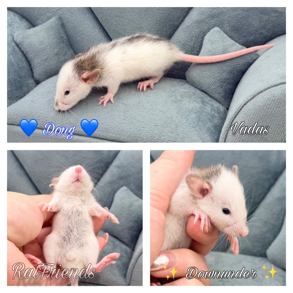 Fancy rat Available for rehoming Rattus norvegicus 