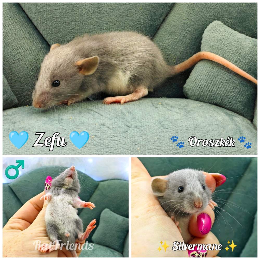 Fancy rat Available for rehoming Rattus norvegicus 