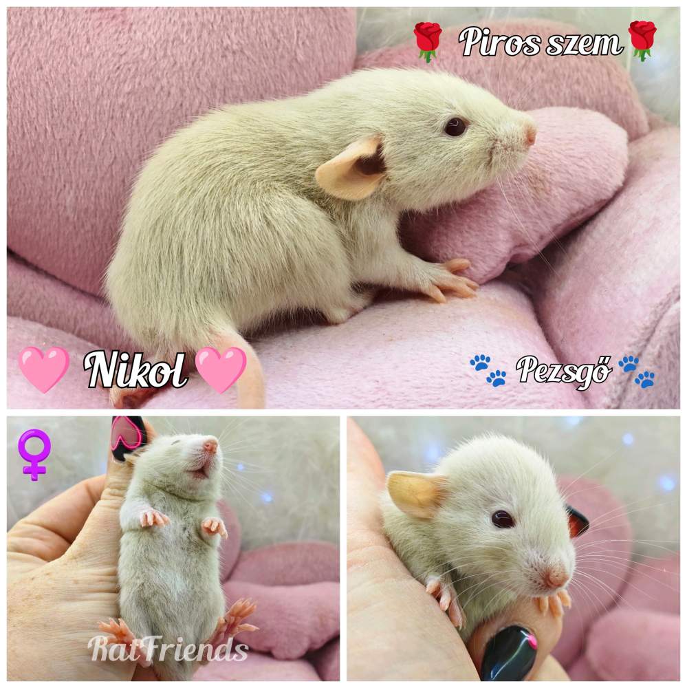 Fancy rat Owned by other Rattus norvegicus 