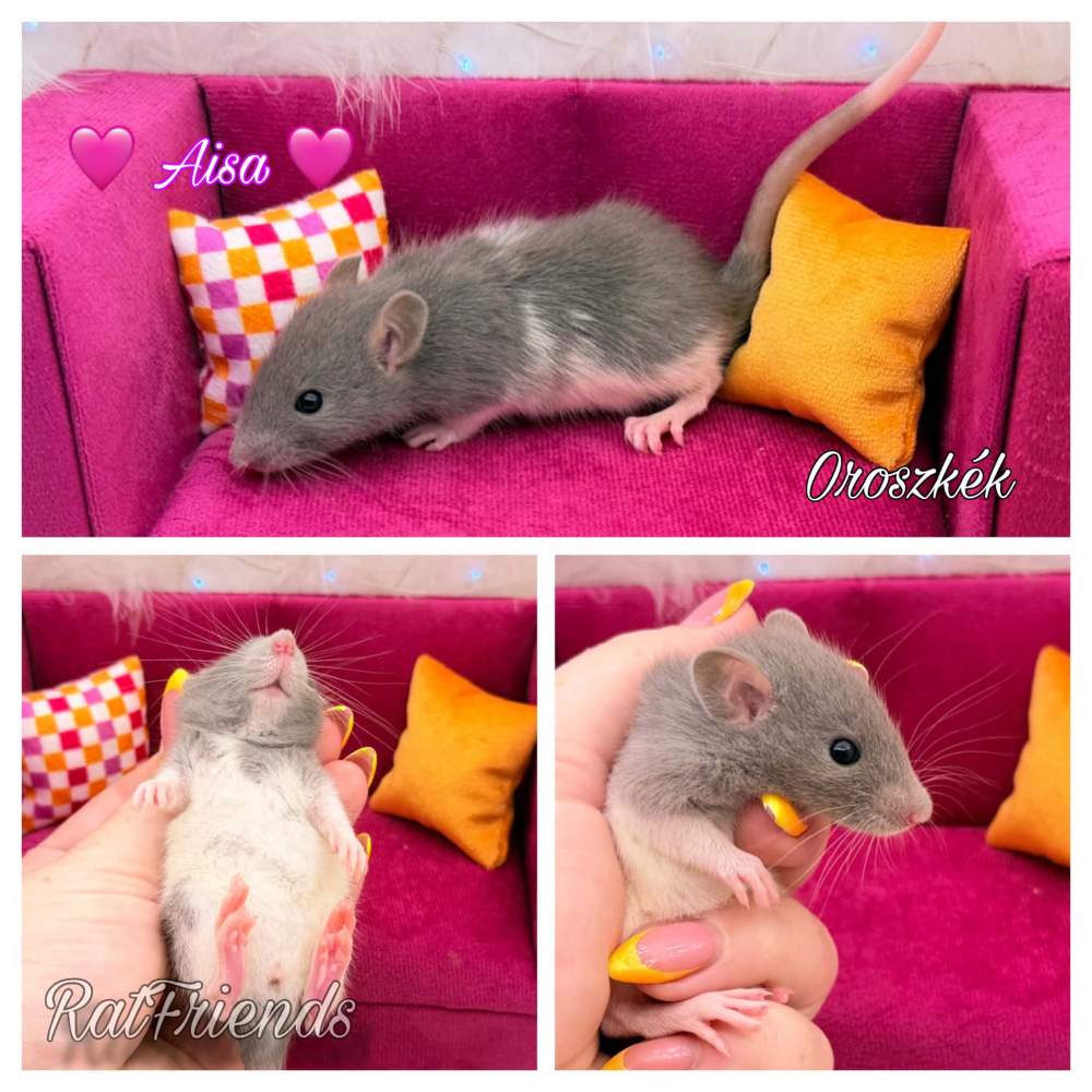 Fancy rat Available for rehoming Rattus norvegicus 