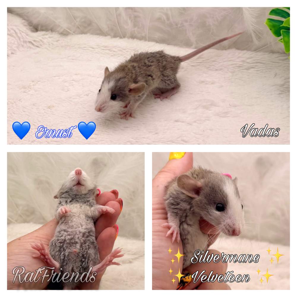 Fancy rat Available for rehoming Rattus norvegicus 