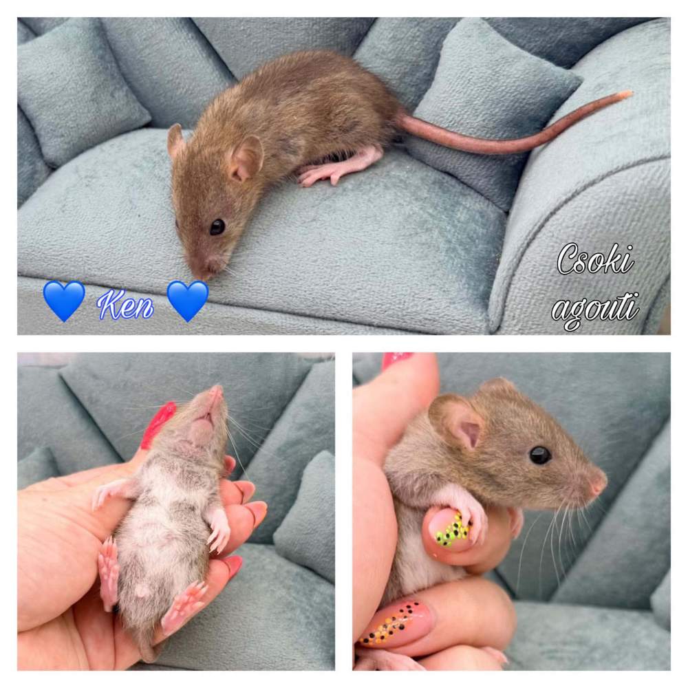 Fancy rat Available for rehoming Rattus norvegicus 