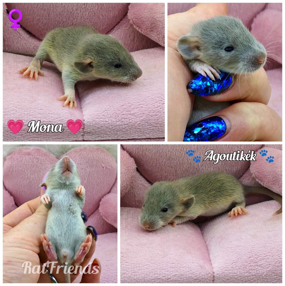 Fancy rat Breeder Rattus norvegicus 