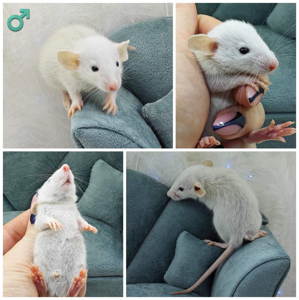 Fancy rat Breeder Rattus norvegicus 
