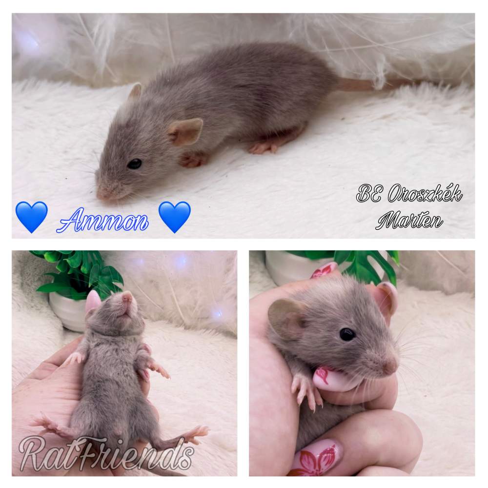 Fancy rat Available for rehoming Rattus norvegicus 