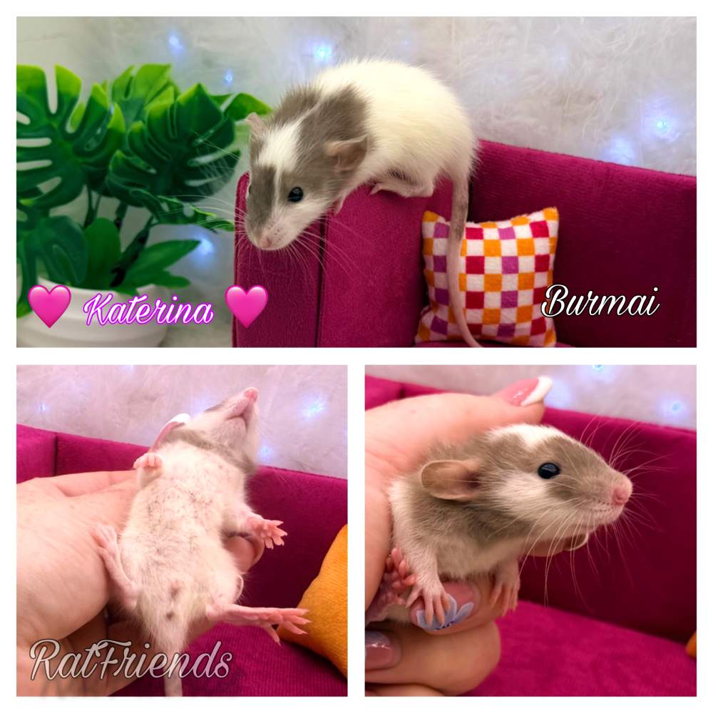 Fancy rat Available for rehoming Rattus norvegicus 