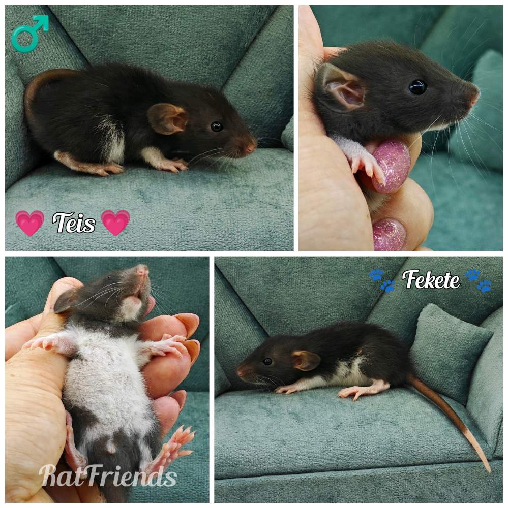 Fancy rat Rehomed Rattus norvegicus 