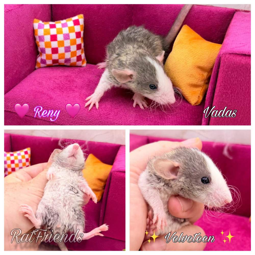 Fancy rat Available for rehoming Rattus norvegicus 