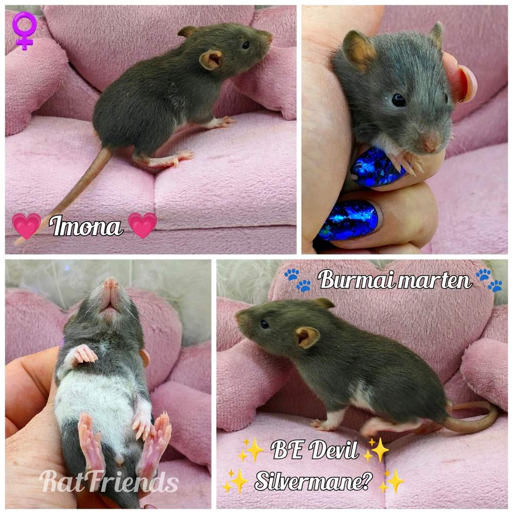 Fancy rat Owned by other Rattus norvegicus 