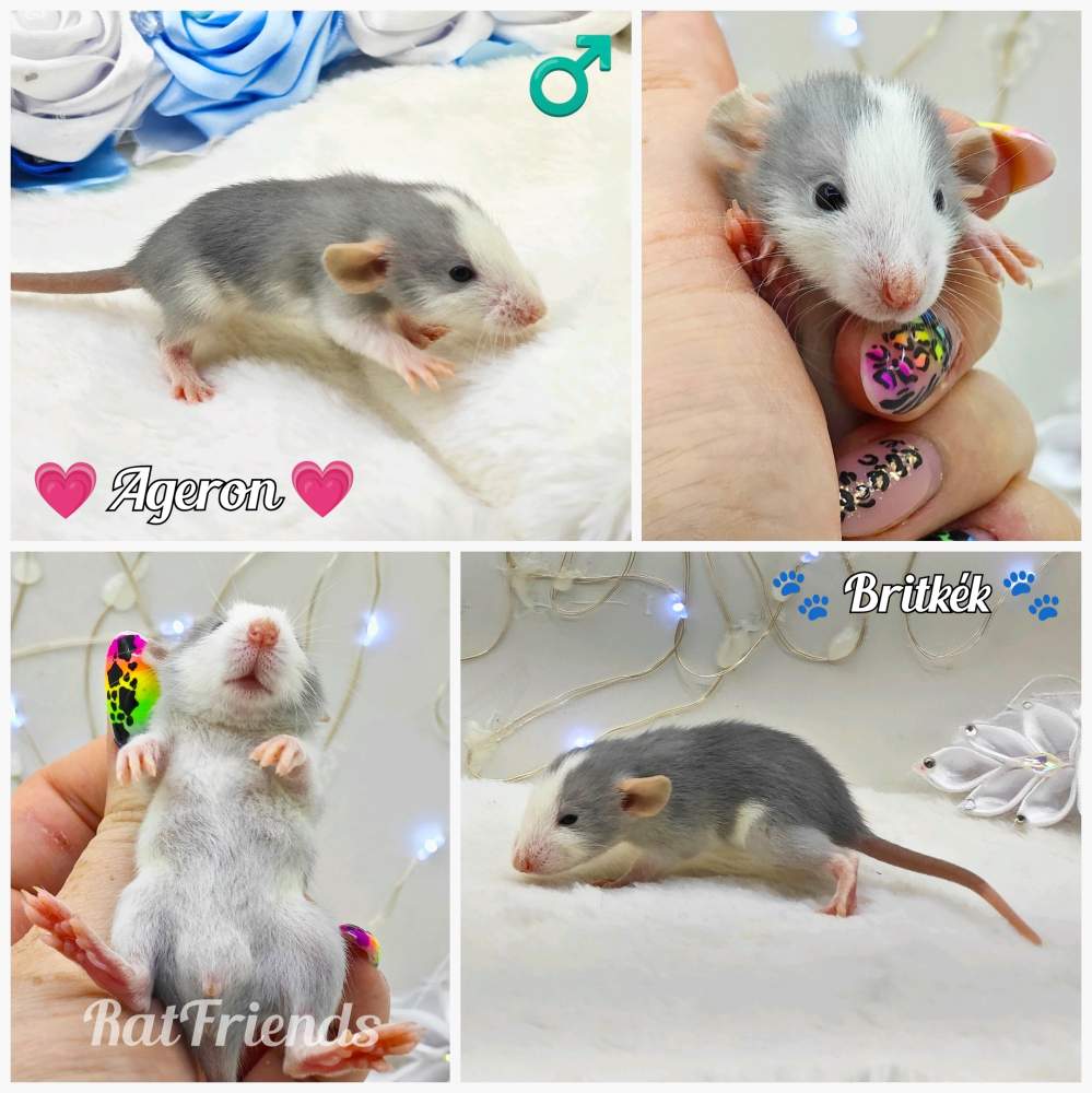 Fancy rat Owned by other Rattus norvegicus 
