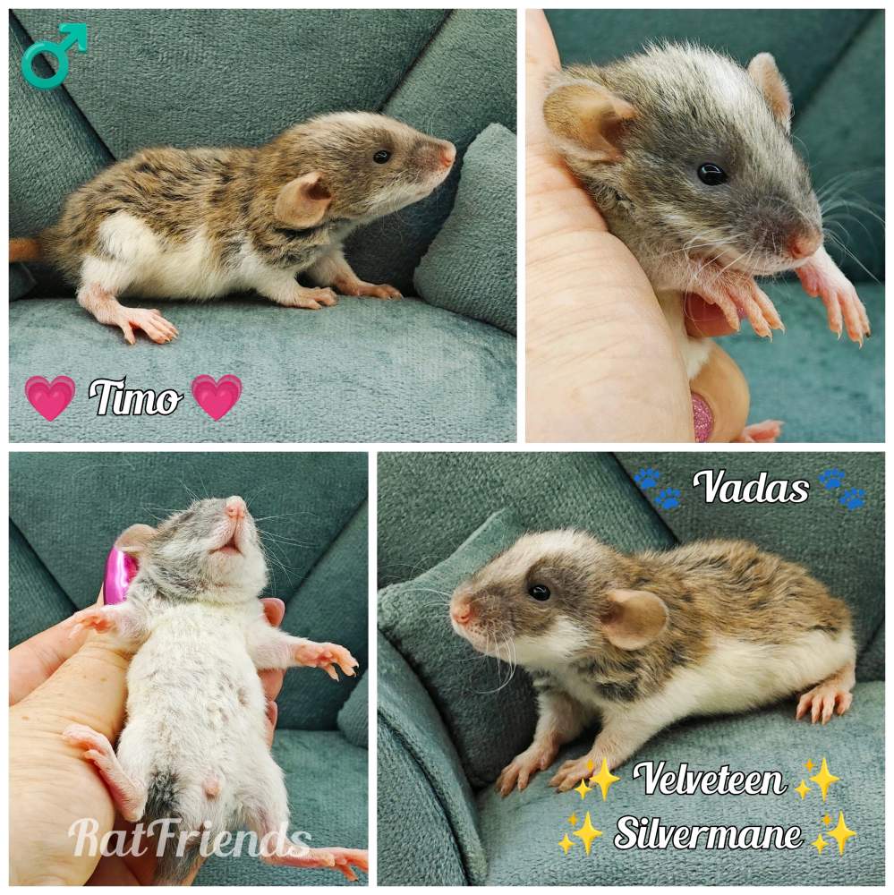 Fancy rat Owned by other Rattus norvegicus 