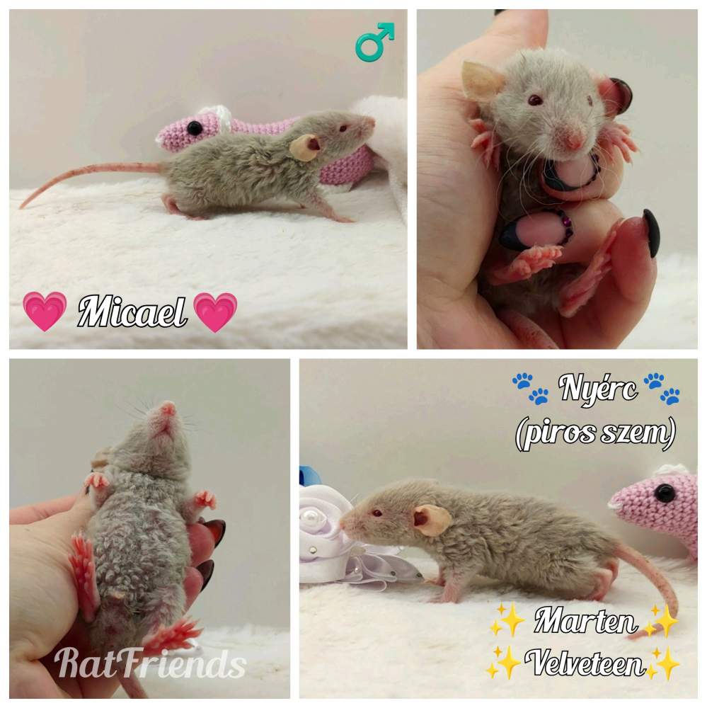 Fancy rat Owned by other Rattus norvegicus 