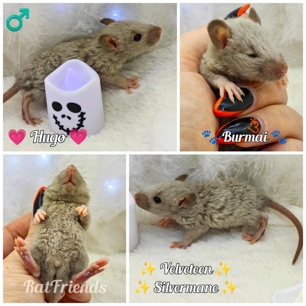 Fancy rat Owned by other Rattus norvegicus 