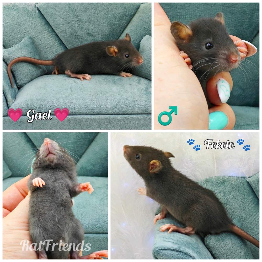 Fancy rat Owned by other Rattus norvegicus 