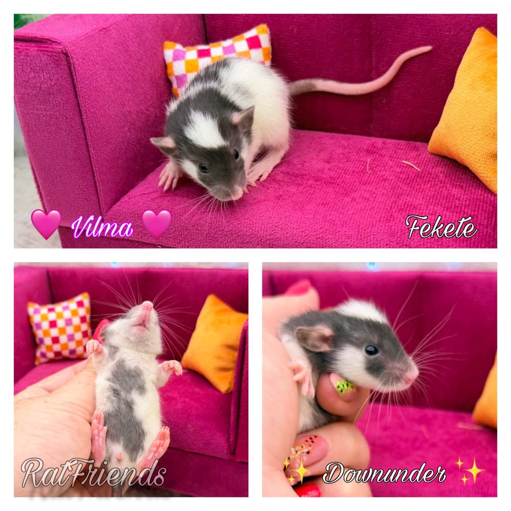 Fancy rat Available for rehoming Rattus norvegicus 