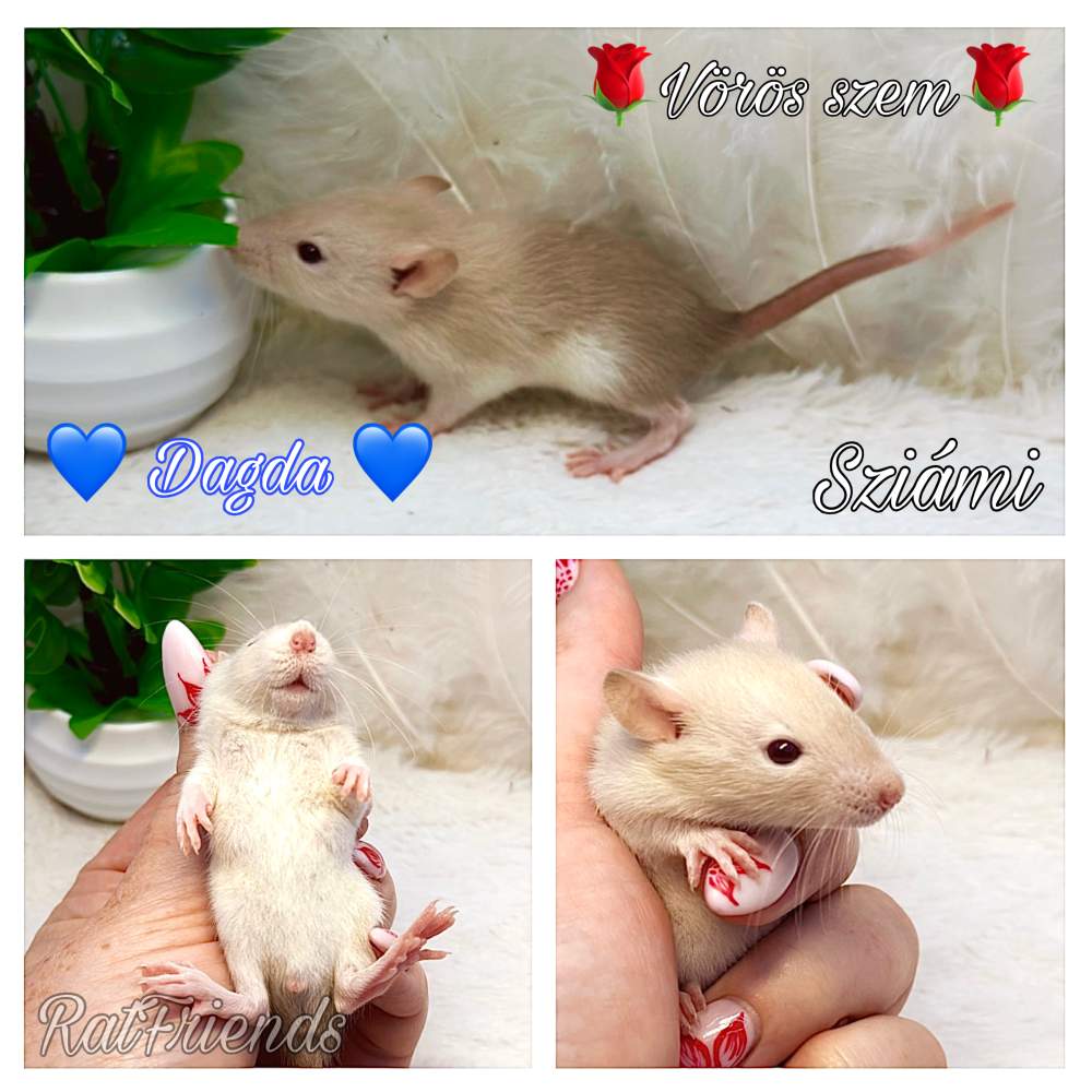 Fancy rat Available for rehoming Rattus norvegicus 