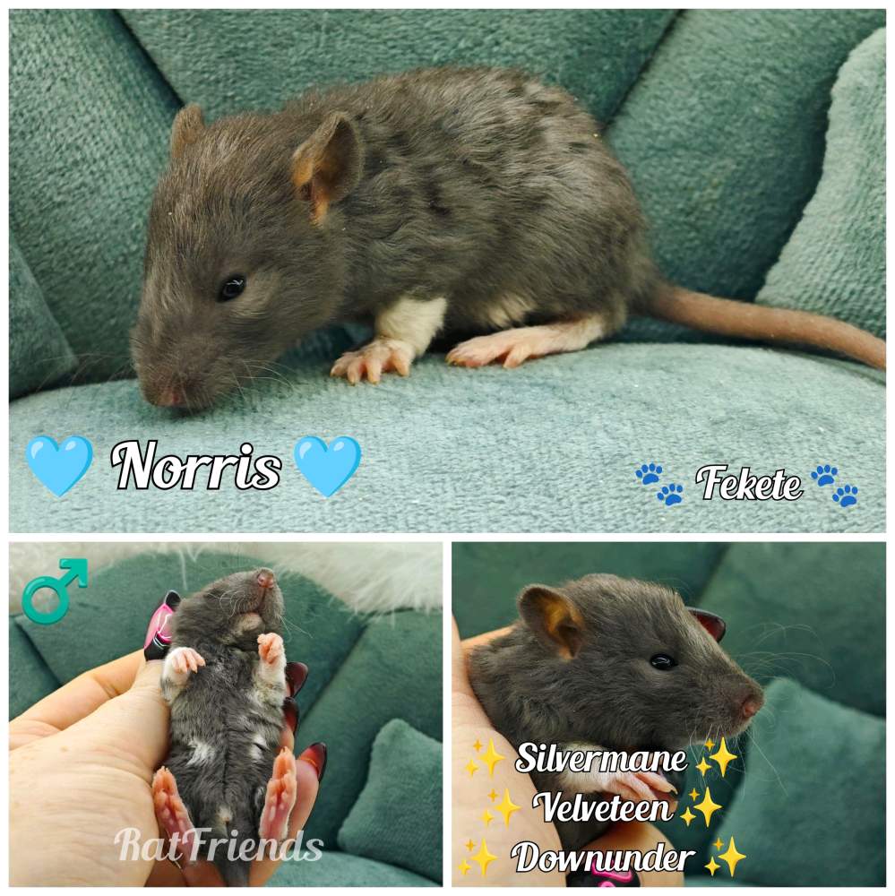 Fancy rat Breeder Rattus norvegicus 