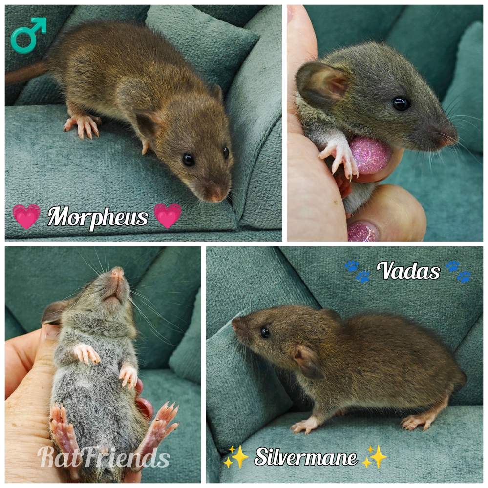 Fancy rat Owned by other Rattus norvegicus 