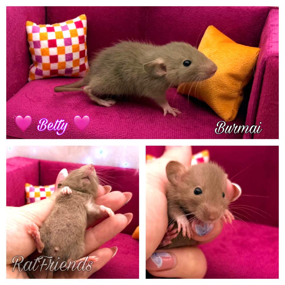 Fancy rat Available for rehoming Rattus norvegicus 