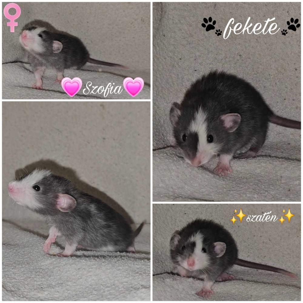 Fancy rat Owned by other Rattus norvegicus 