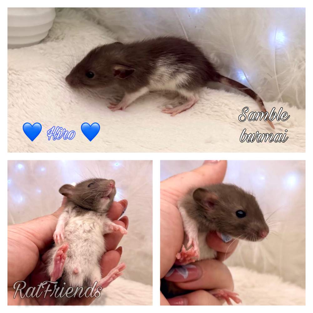 Fancy rat Available for rehoming Rattus norvegicus 