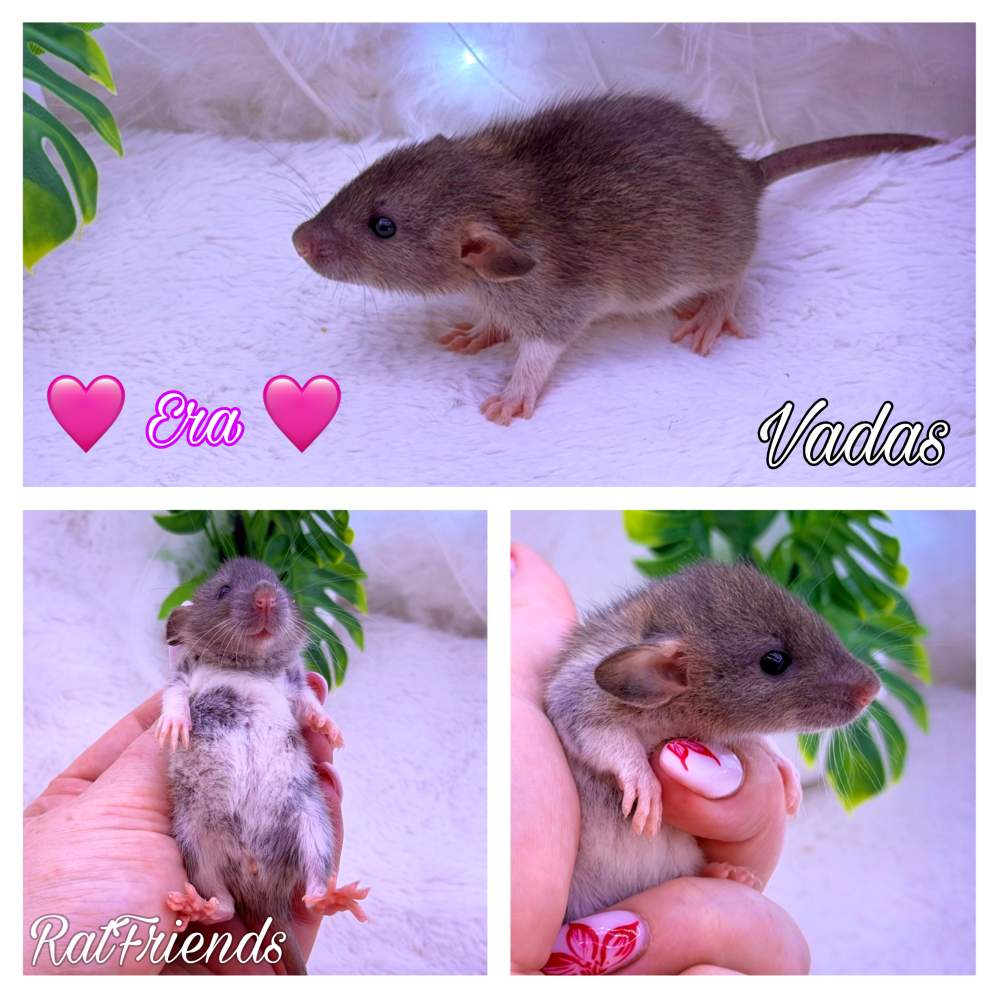 Fancy rat Available for rehoming Rattus norvegicus 