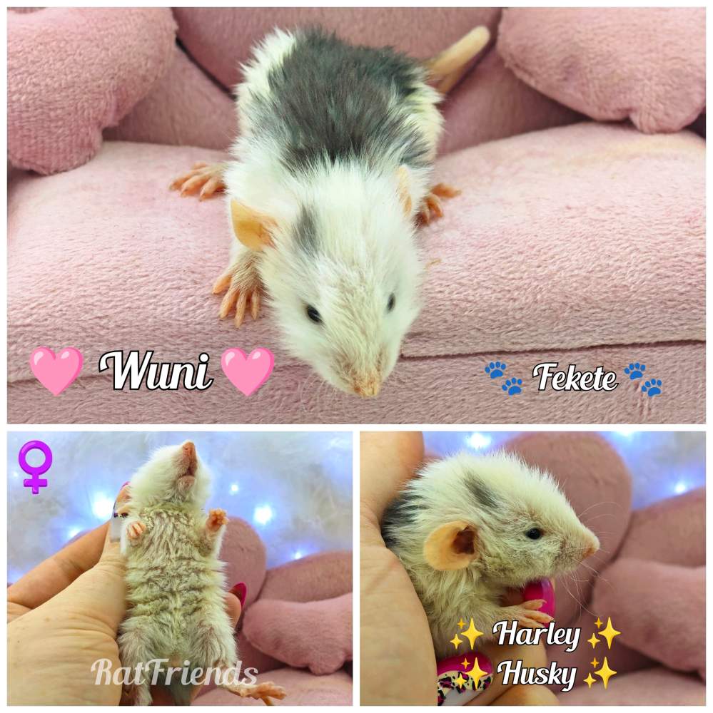 Fancy rat Available for rehoming Rattus norvegicus 