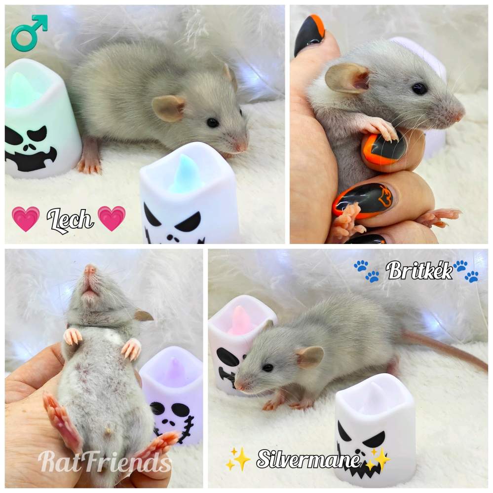 Fancy rat Owned by other Rattus norvegicus 