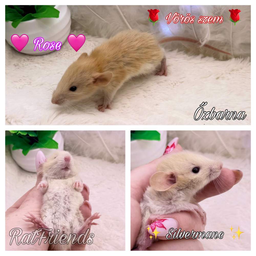 Fancy rat Breeder Rattus norvegicus 