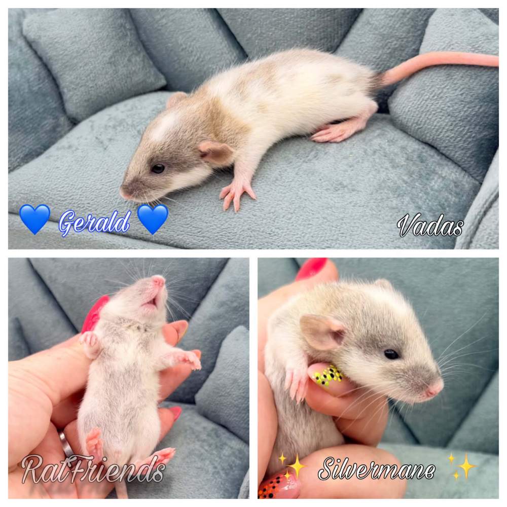 Fancy rat Available for rehoming Rattus norvegicus 