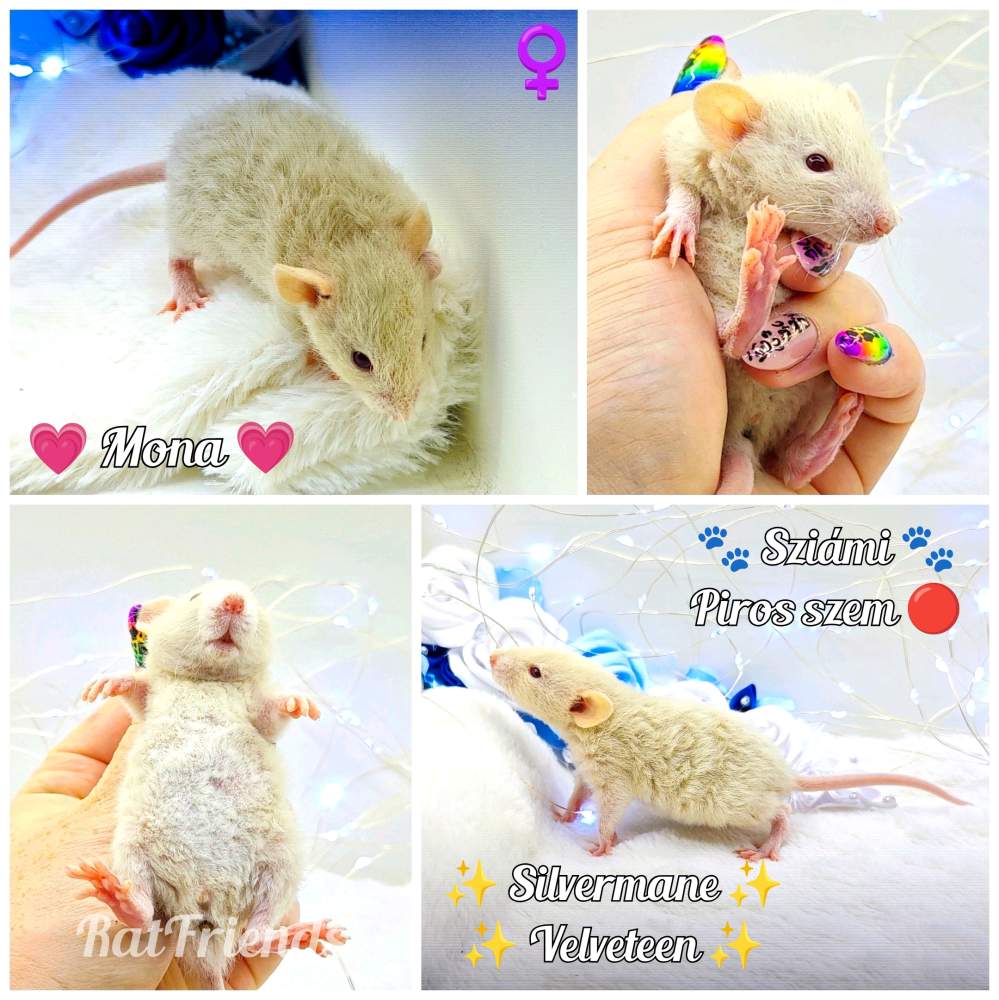 Fancy rat Owned by other Rattus norvegicus 