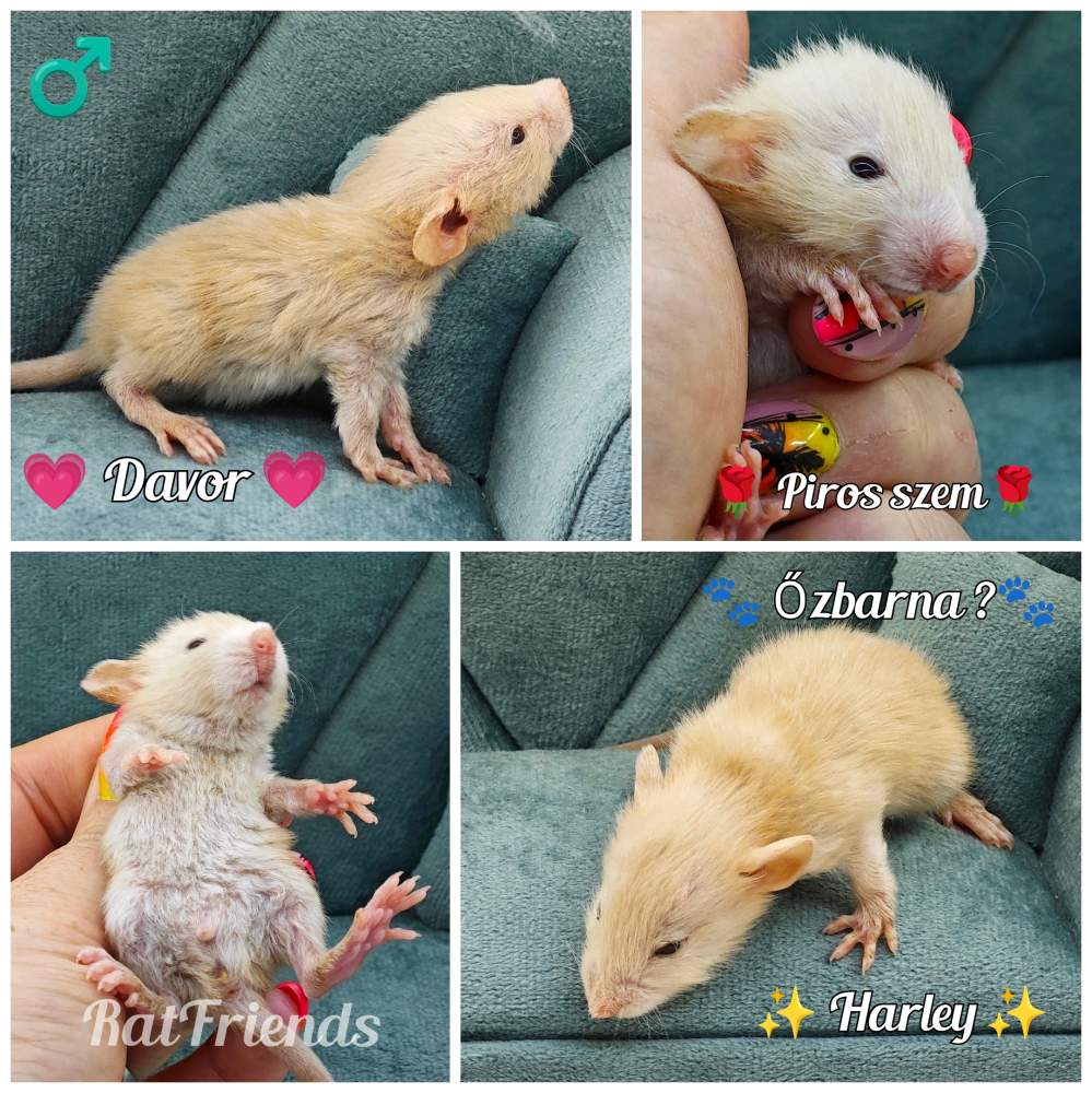 Fancy rat Breeder Rattus norvegicus 