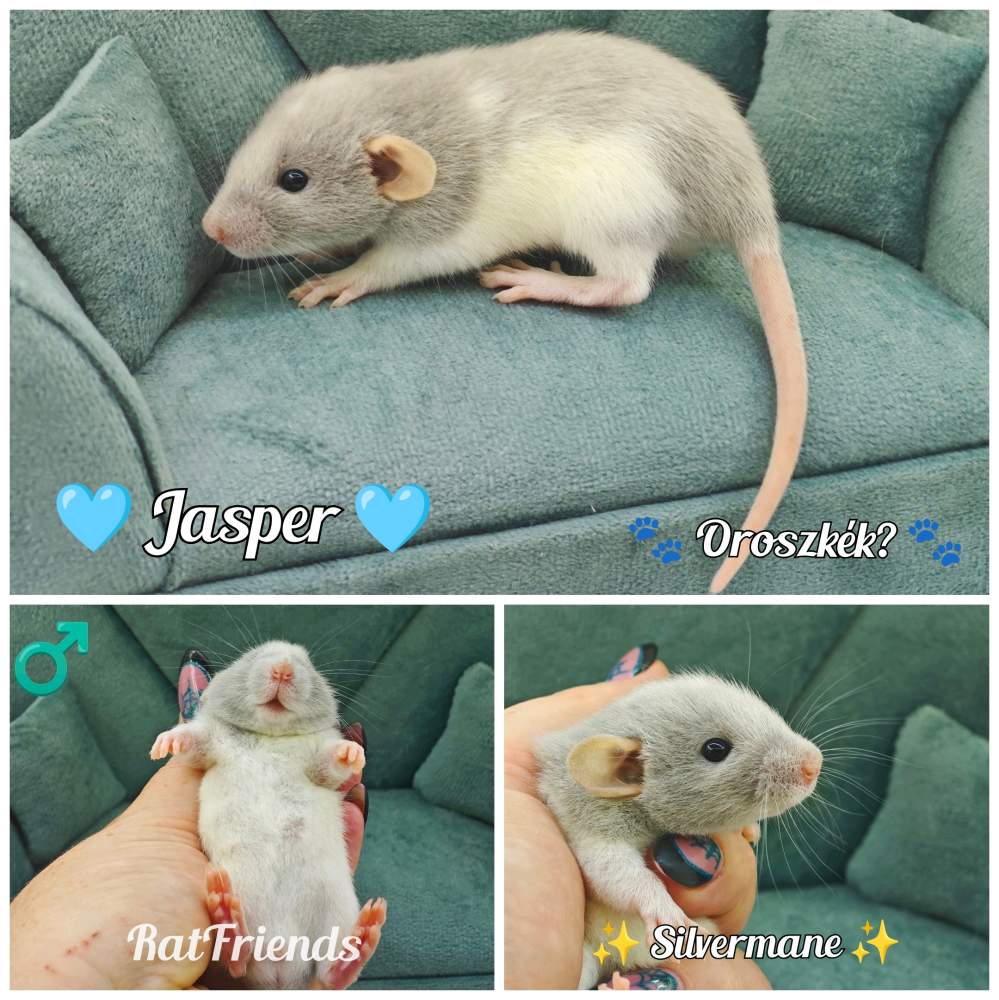 Fancy rat Available for rehoming Rattus norvegicus 