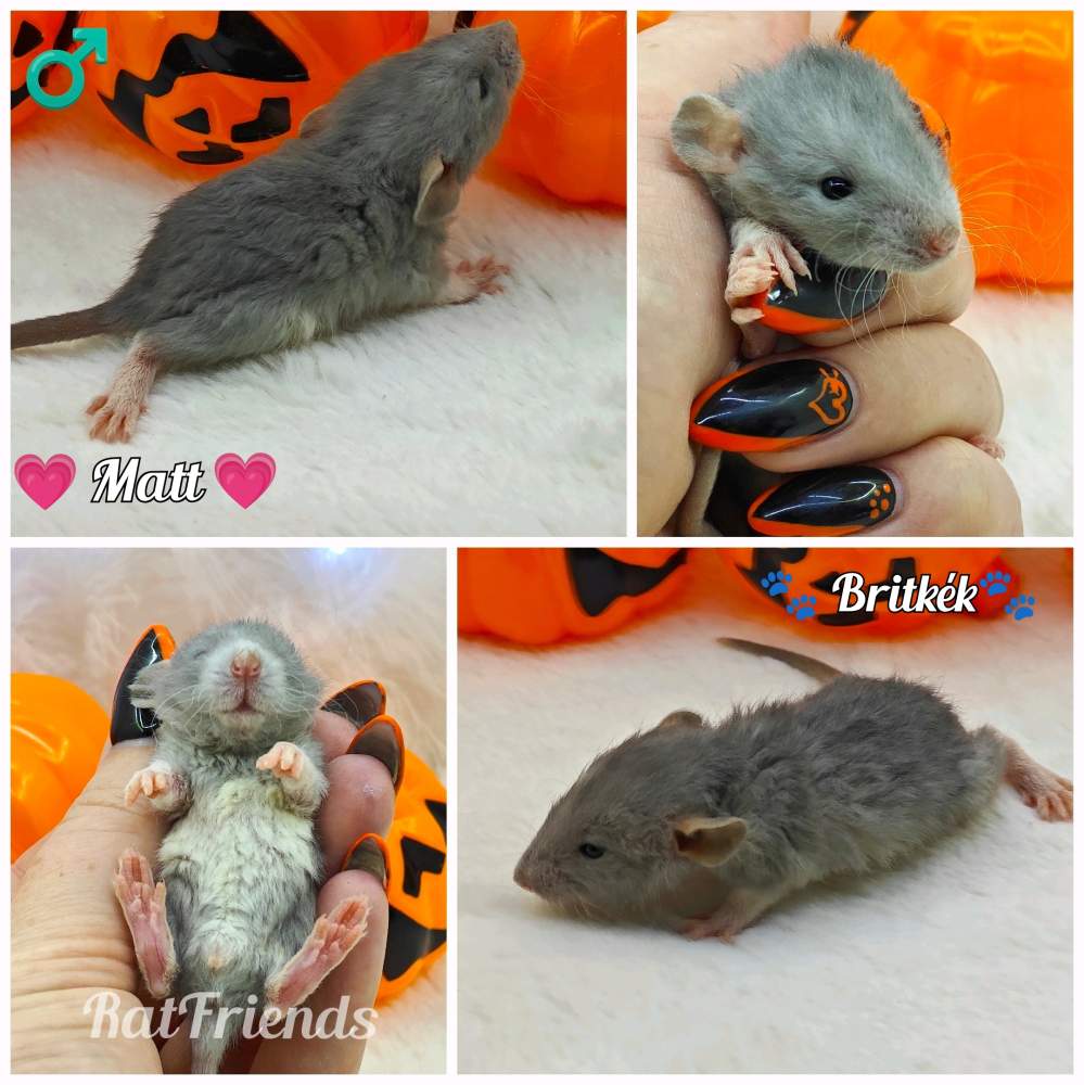 Fancy rat Owned by other Rattus norvegicus 