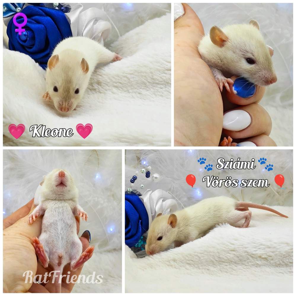 Fancy rat Owned by other Rattus norvegicus 