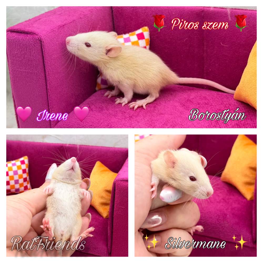 Fancy rat Available for rehoming Rattus norvegicus 