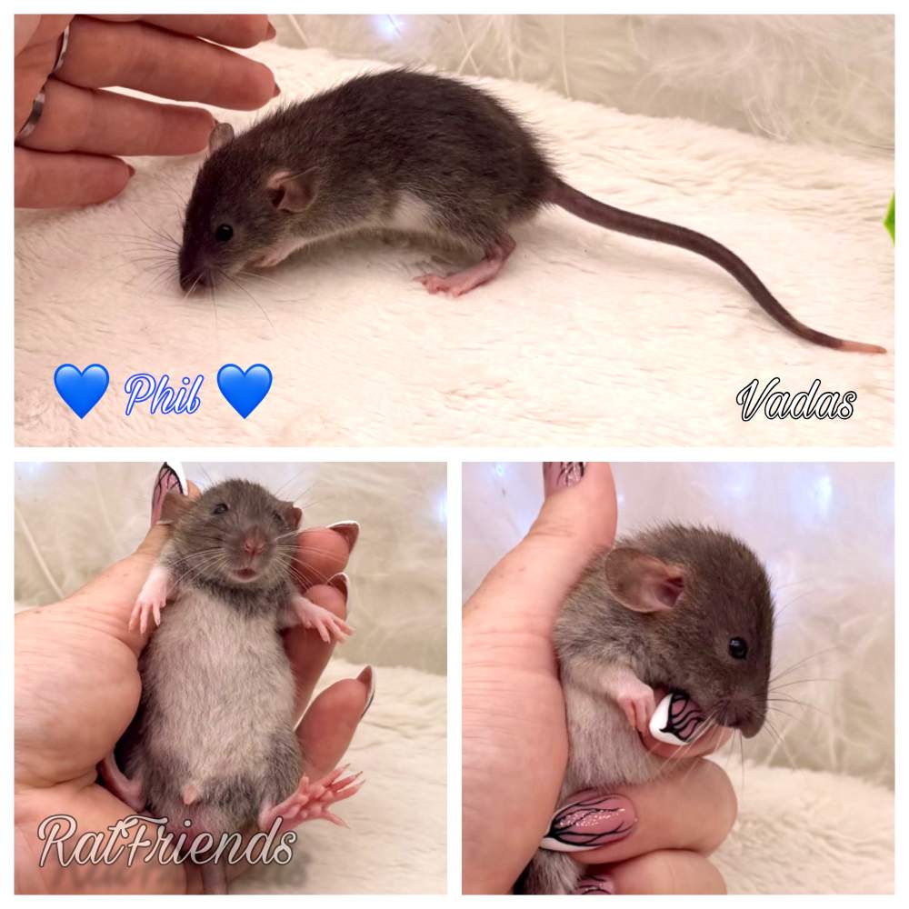 Fancy rat Available for rehoming Rattus norvegicus 