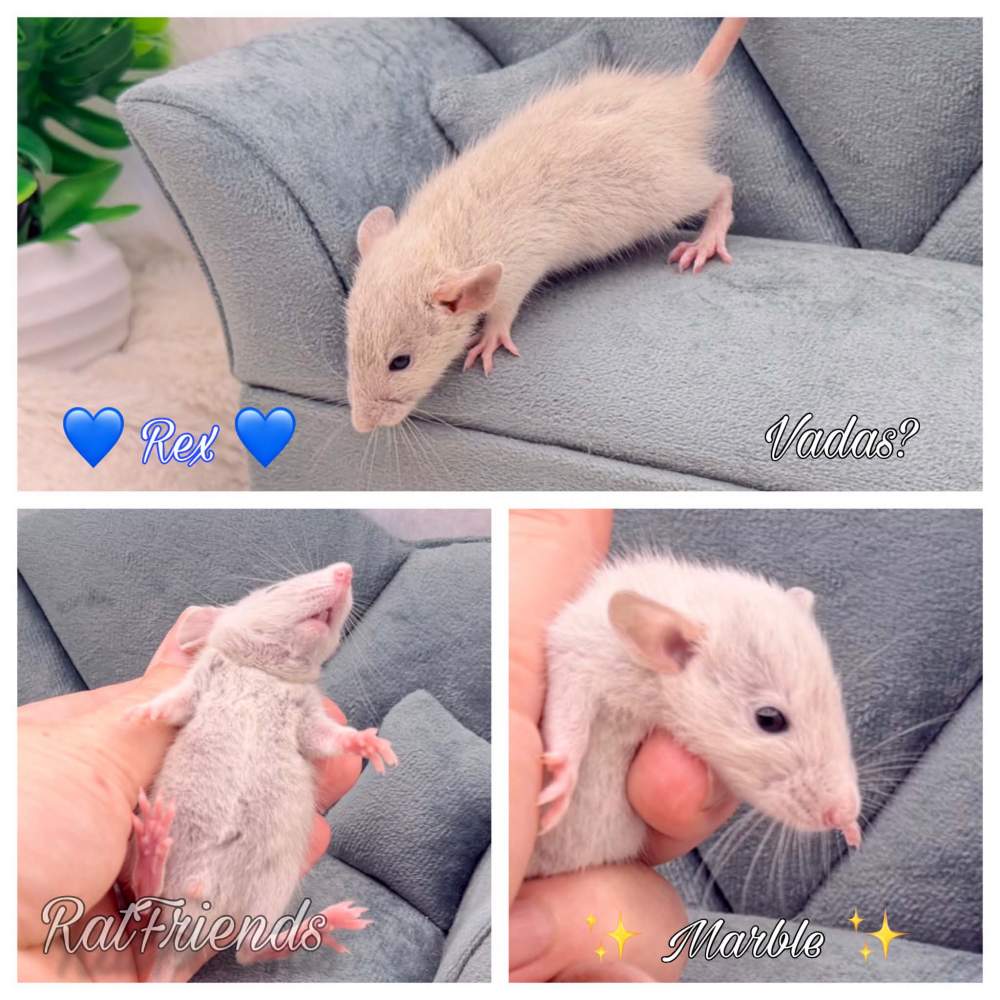 Fancy rat Available for rehoming Rattus norvegicus 