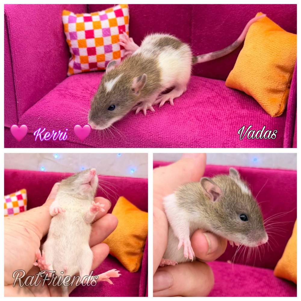 Fancy rat Available for rehoming Rattus norvegicus 