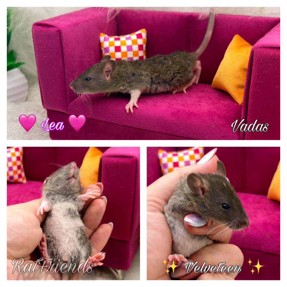 Fancy rat Available for rehoming Rattus norvegicus 