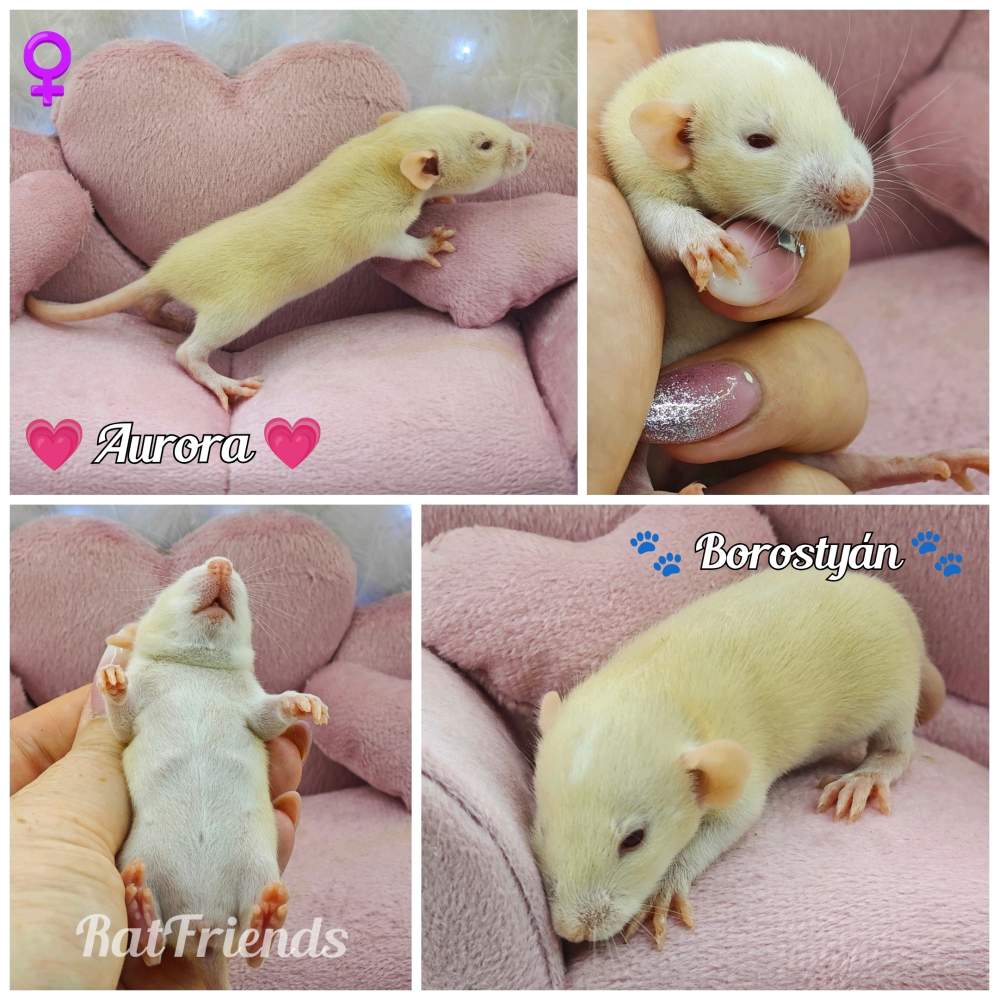 Fancy rat Breeder Rattus norvegicus 