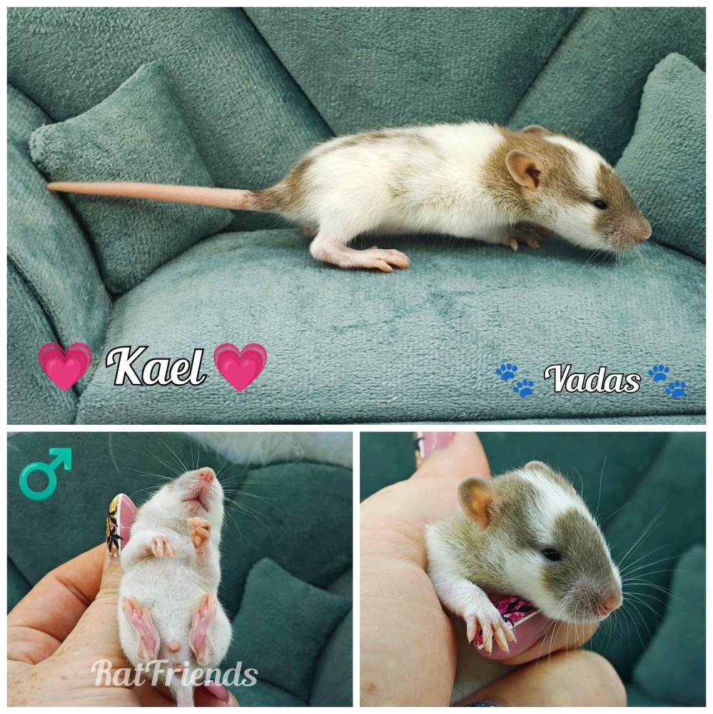 Fancy rat Breeder Rattus norvegicus 