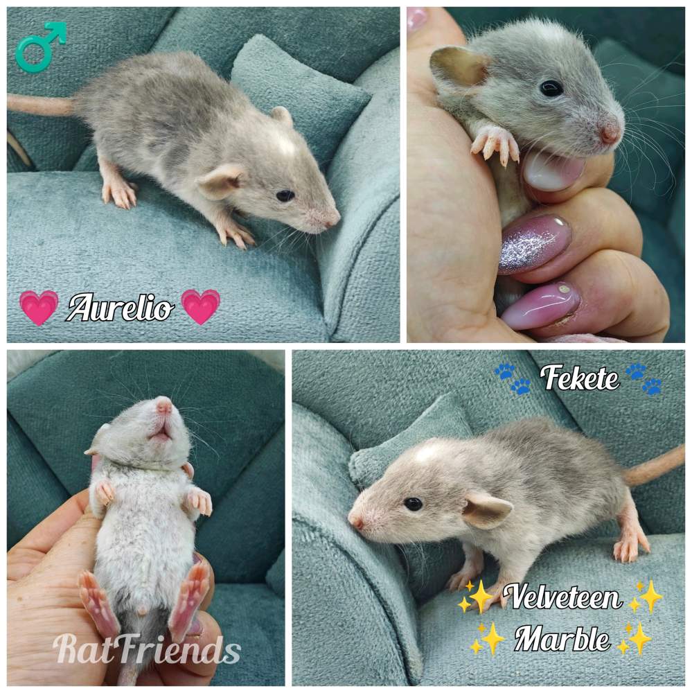 Fancy rat Breeder Rattus norvegicus 