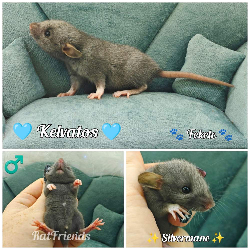 Fancy rat Rehomed Rattus norvegicus 
