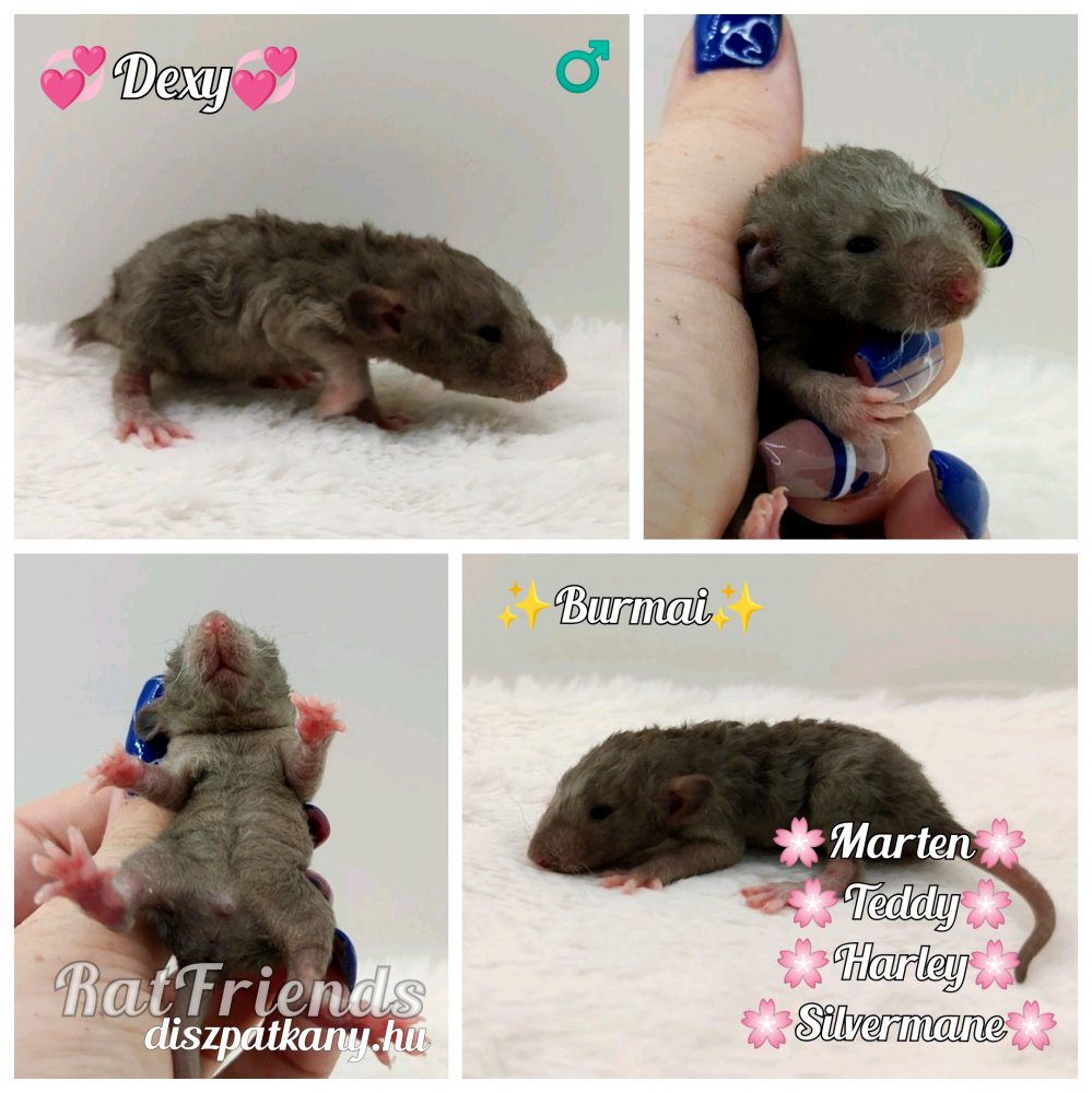 Fancy rat Owned by other Rattus norvegicus 