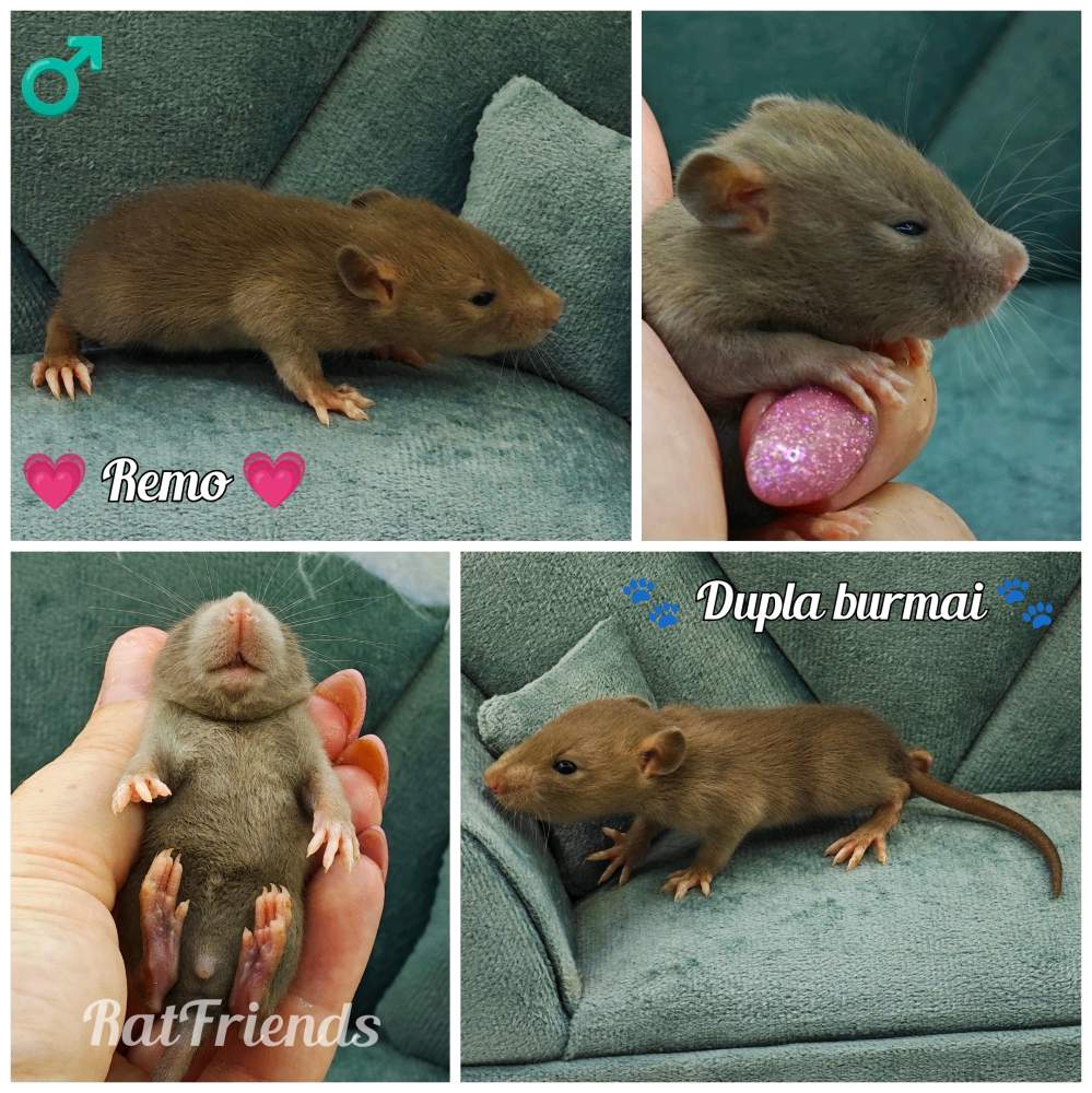 Fancy rat Available for rehoming Rattus norvegicus 