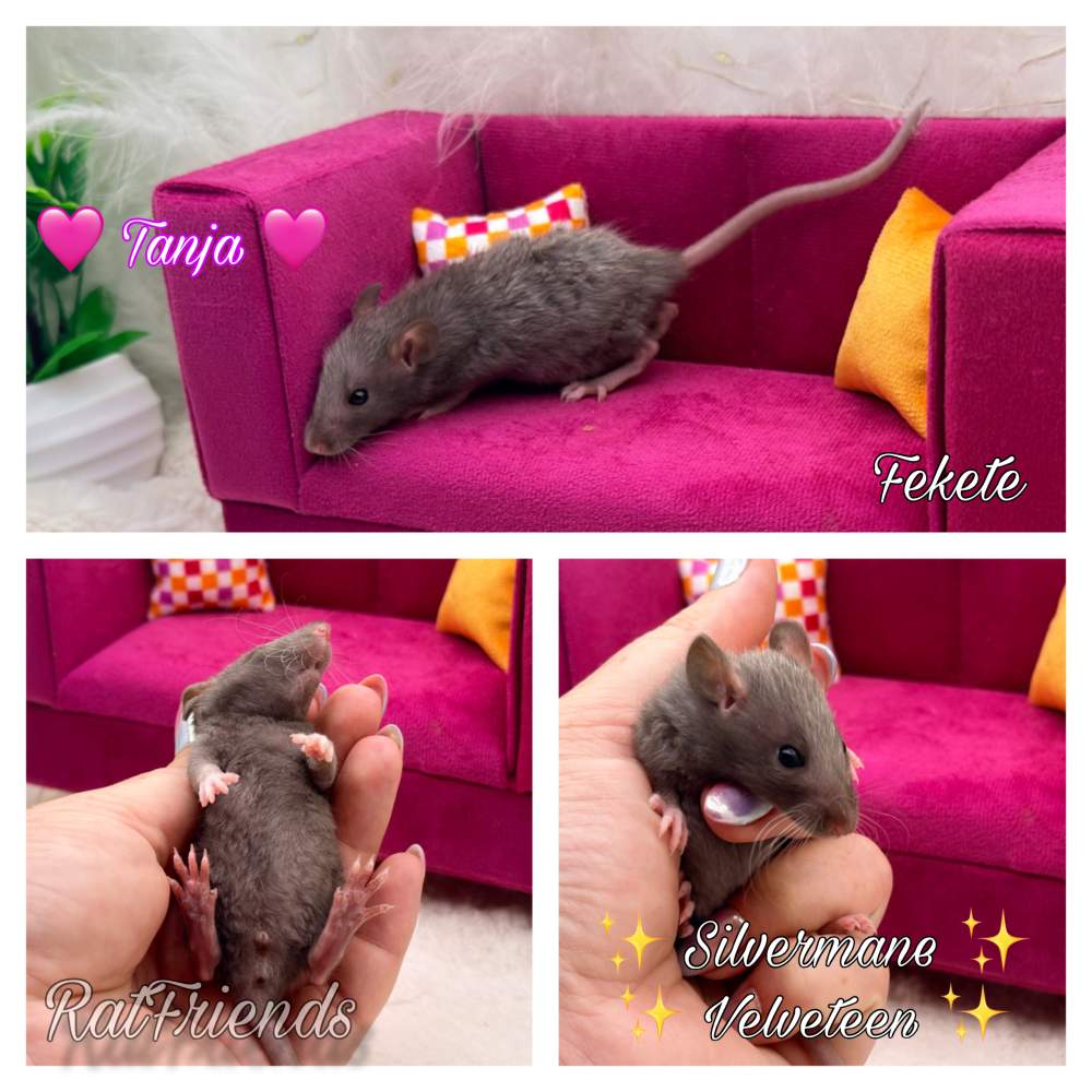 Fancy rat Available for rehoming Rattus norvegicus 