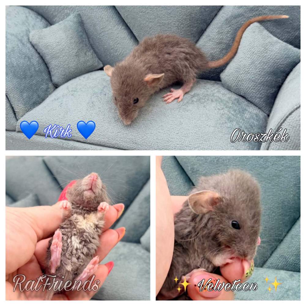 Fancy rat Available for rehoming Rattus norvegicus 