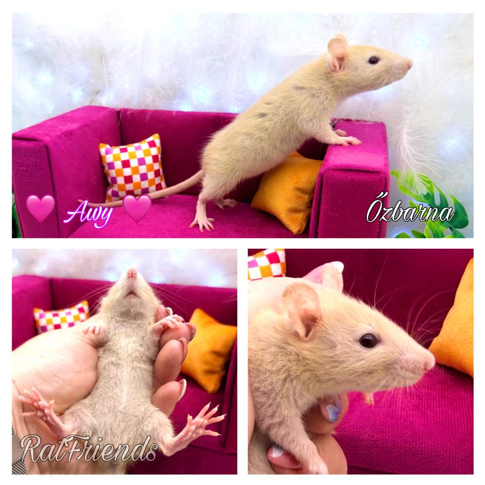 Fancy rat Breeder Rattus norvegicus 