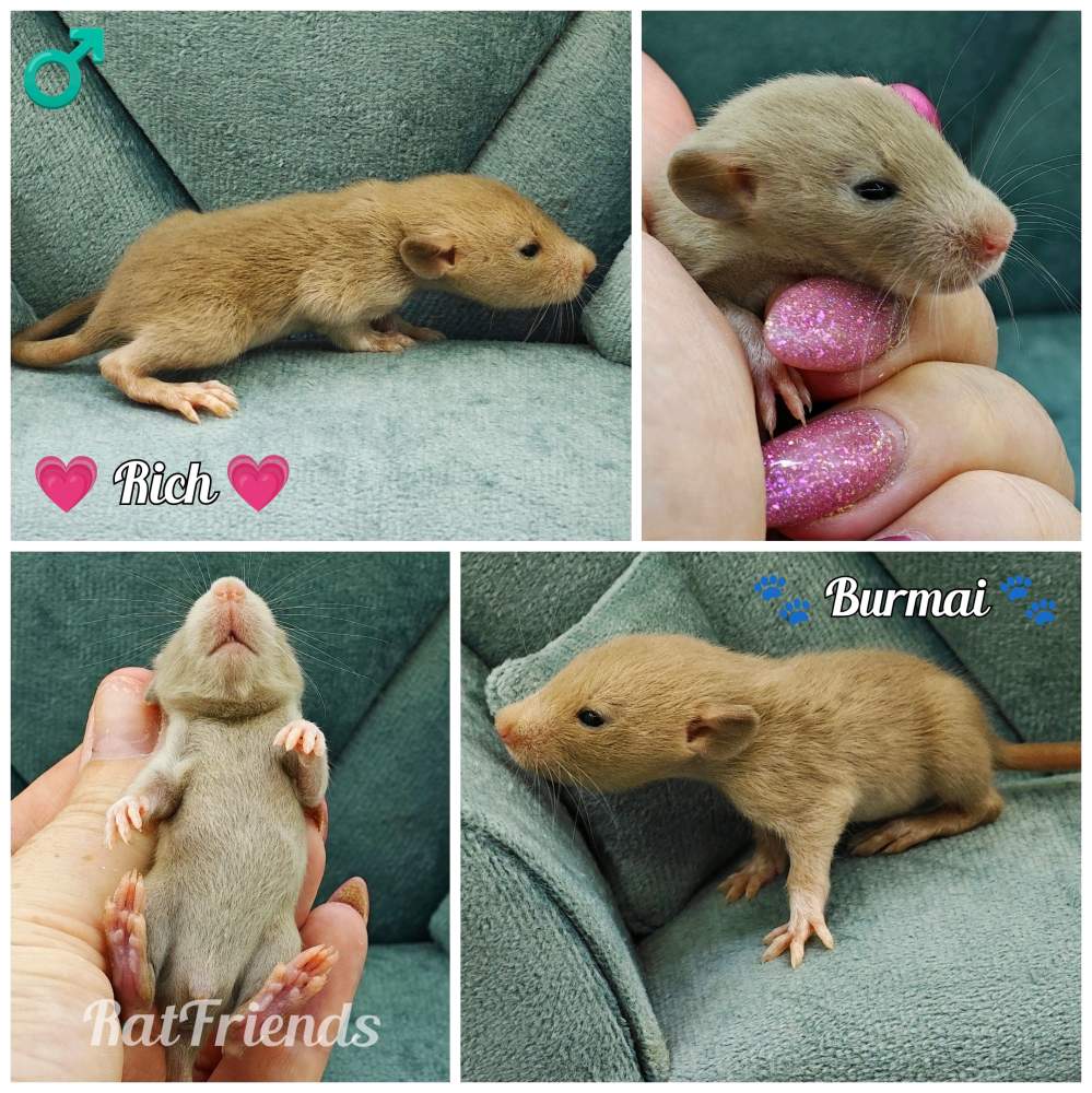 Fancy rat Available for rehoming Rattus norvegicus 
